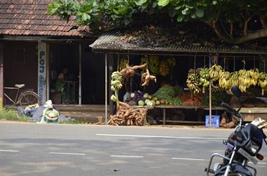 On the Route to Thekkady_DSC7052_H600